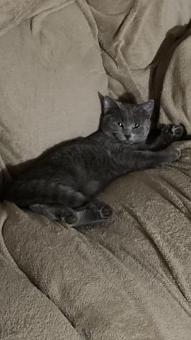 SparrowB29 is Single in Troy, Missouri, 4