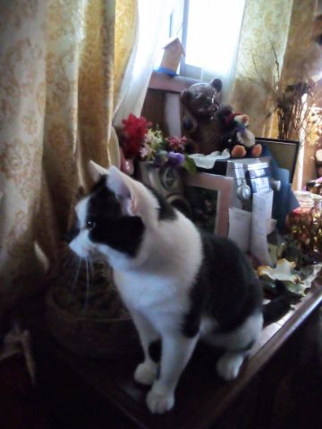 Christianveteran8282 is Single in MCKEESPORT, Pennsylvania, 4