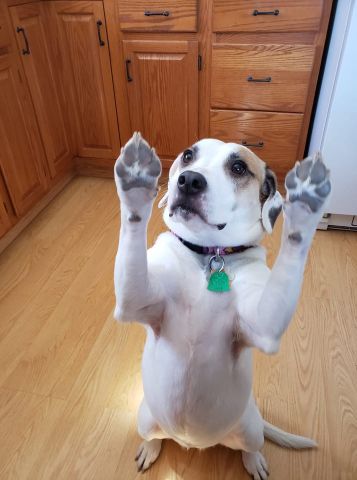 v1island is Single in SOMERSET, Pennsylvania, 6