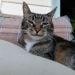 Bernie0112 is Single in Hobart, Tasmania, 4