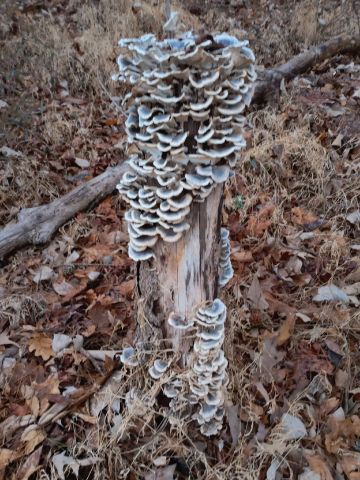 TomWilson36 is Single in Chester, SC 29706, USA, South Carolina, 7