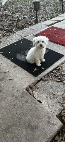 romanticreese is Single in tavares, Florida, 4