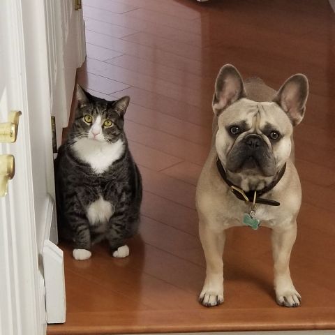 Matthew807 is Single in Vienna, Virginia, 5