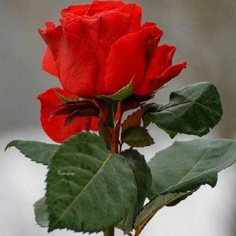 Josy56