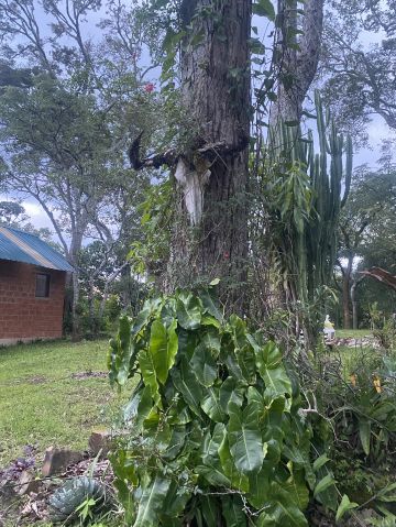 Kanfunti