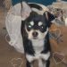 ButterflyMaiden is Single in Springfield, Oregon, 2