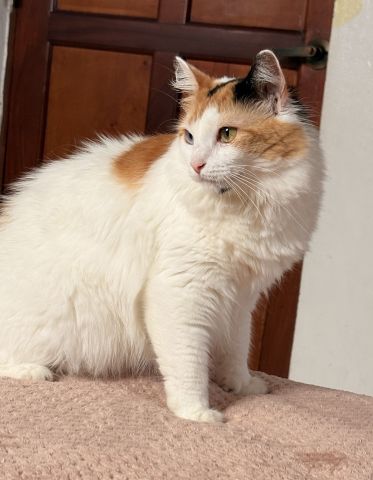 kanico