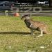 kumar006 is Single in Safety Bay, Western Australia