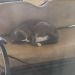 Gabriel1703 is Single in Chesterfield, Missouri