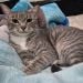 Adrizzle is Single in San Jose, California, 2