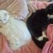 Lilly7374 is Single in Boston, Massachusetts, 3