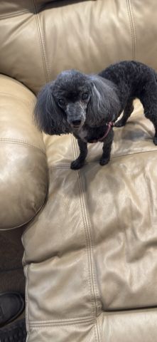 Bellakubbys is Single in OKLAHOMA CITY, Oklahoma, 3