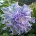 MyHoney71 is Single in Banora, New South Wales