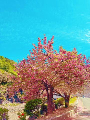 elikim