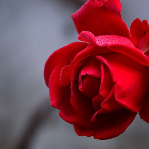 Roses8676