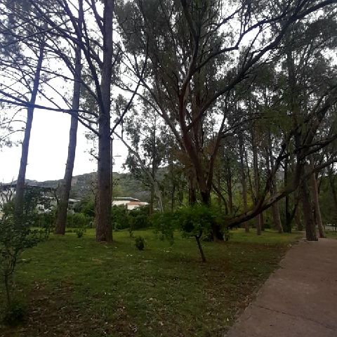 Shaloom_01