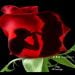 Delight2077 is Single in SAN DIEGO, California