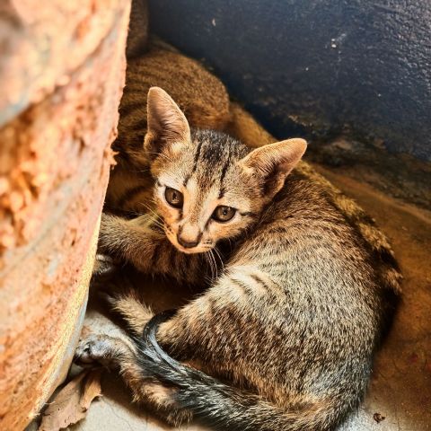 Sindhusha