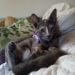 Robert62805 is Single in Sacramento, California