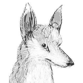 AdamFox
