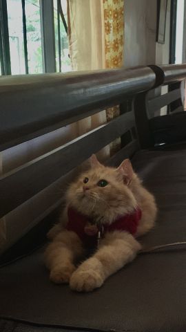 SophiaKaye