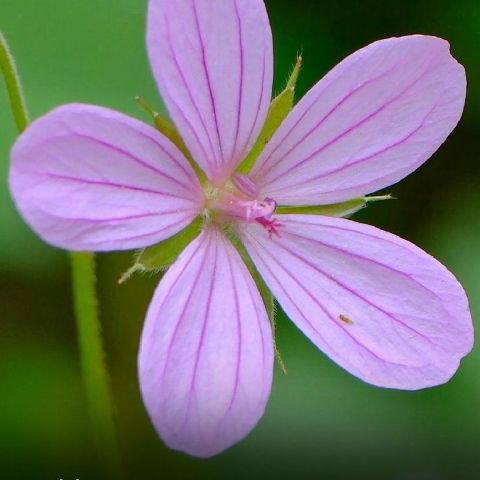 Selmacesarina