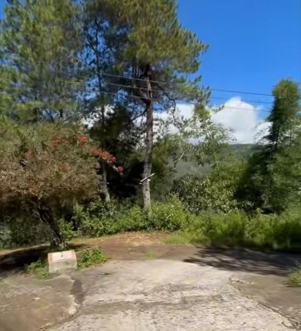 Ponyo29