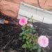 Mabelvilla8317 is Single in Indianapolis, Indiana