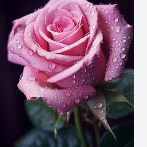 Samir67
