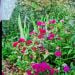 Hanakim268 is Single in Greenfield, Massachusetts