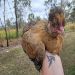 Just_Me82 is Single in Mackay, Queensland