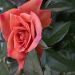 Just_Me82 is Single in Mackay, Queensland, 2