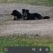 Dennis52 is Single in Lavalette, West Virginia