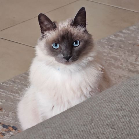 Gerardeox