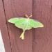 tookeyclothespin is Single in ERIE, Pennsylvania