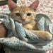 Amu123 is Single in Meridian, Mississippi, 4