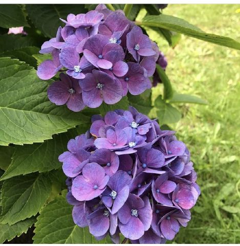 purpsky10