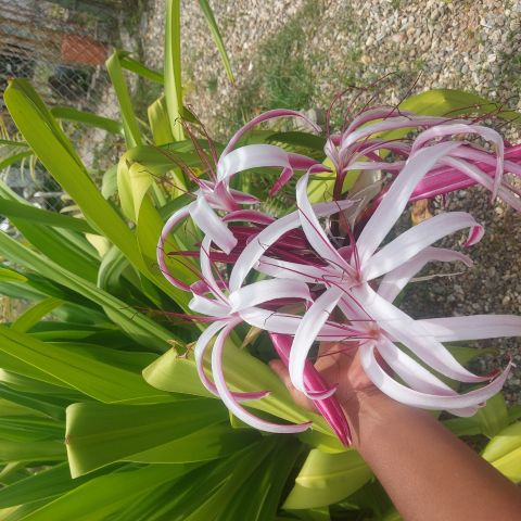 Ysamar7
