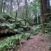 Neveah8 is Single in Forrest, Victoria