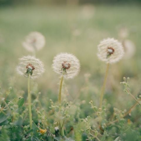 DandelionGirl