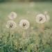 DandelionGirl is Single in Salina, Kansas, 1