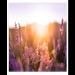 Emma2323 is Single in Riverside, California