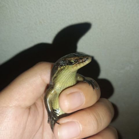 Pipy05