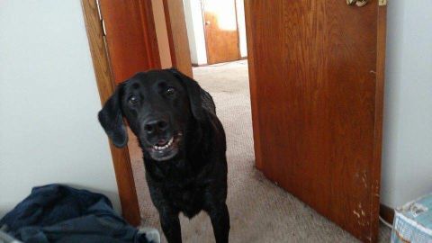 RobinSon665456 is Single in Rockford, Michigan, 3