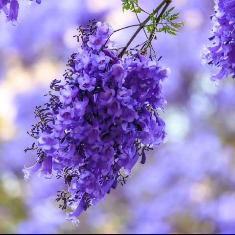 PeaceAiry