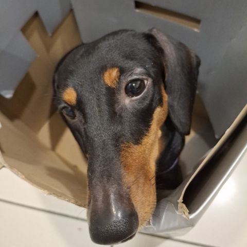 Jasmiine