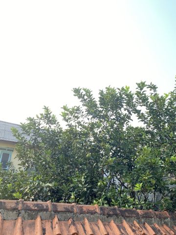 Dewidwi