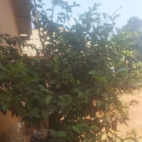 Maaji