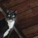 Kevin916 is Single in New York, New York, 3