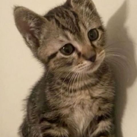 Cate2011